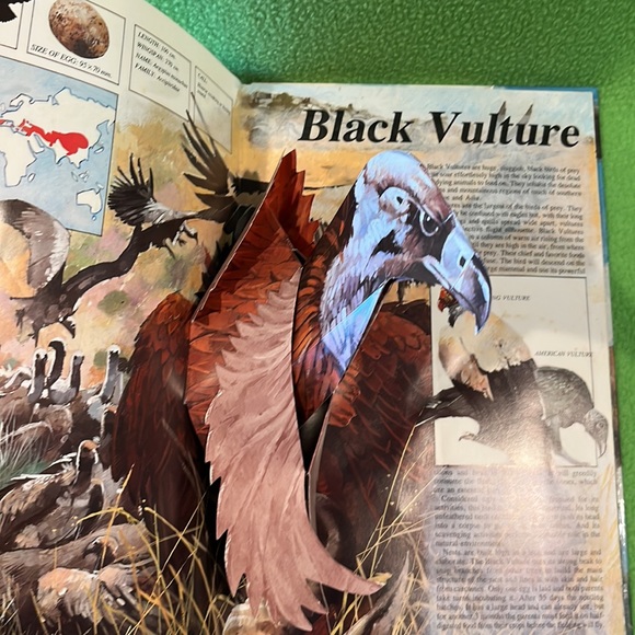 Majesty In Flight Nature’s Bird’s Of Prey in Three Dimensions Pop-Up HC Book - Picture 4 of 9